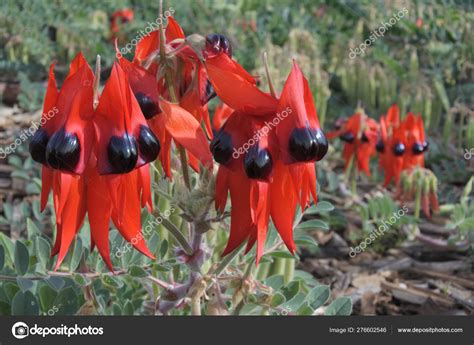 Australian Desert Plants