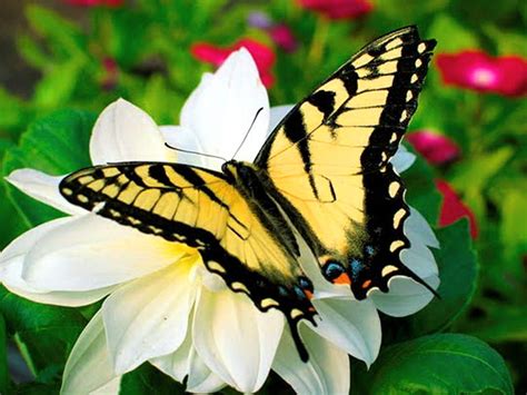 The Eastern, black, white flower, butterfly, yellow, eastern ...