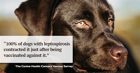 Leptospirosis Vaccine and Kidney Failure In Dogs