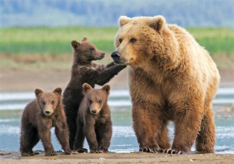 Bear Family Portrait - Alaska fine art notecard by Greatland Graphics