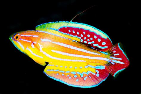 Rare Reef Fishes From The Seychelles