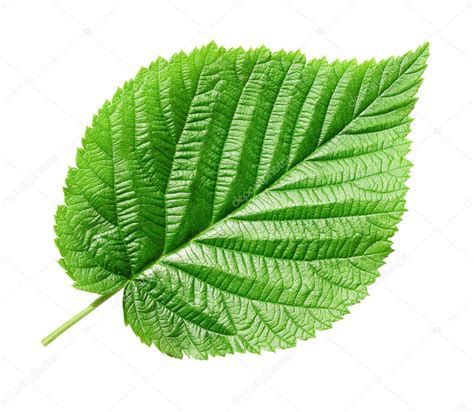 Green leaf. Stock Photo by ©Leonardi 1117746