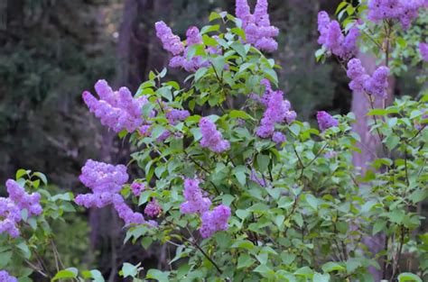 Cutting down the lilac bush for good maintenance - Dig It Right | Dig ...