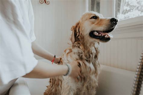 8 Best Dog Shampoos for Itchy Skin and Allergies in 2023