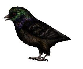 Atrociraptor - Wikipedia