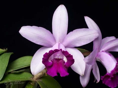 Pin on Cattleya