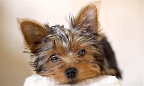 How Much To Feed A Yorkie Puppy | Yorkie Feeding Chart