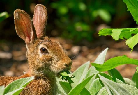 Hungry herbivores can help halt biodiversity loss | Imperial News ...