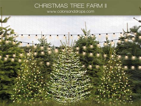 CHRISTMAS TREE FARM II, , (2024)