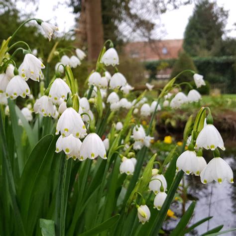 Leucojum aestivum (Summer Snowflake) | K. van Bourgondien