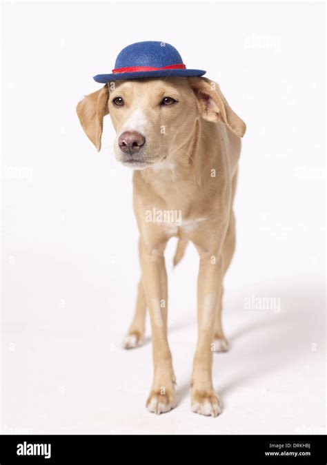 Dog wearing hat Stock Photo - Alamy