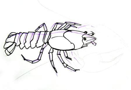 How to draw a Crayfish tutorial