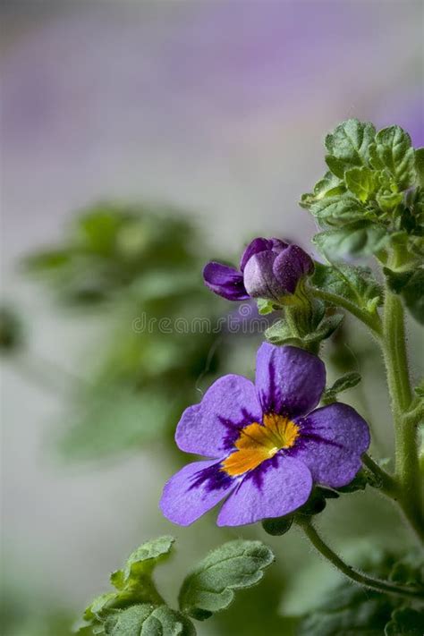 Blue Nemesia hybrid stock photo. Image of purple, flowers - 183939256