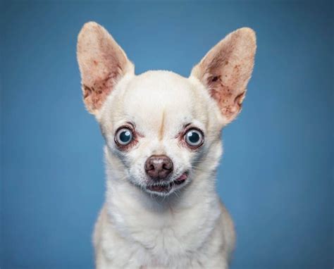 Why Do Chihuahuas Have Big Eyes? - Healthy Homemade Dog Treats