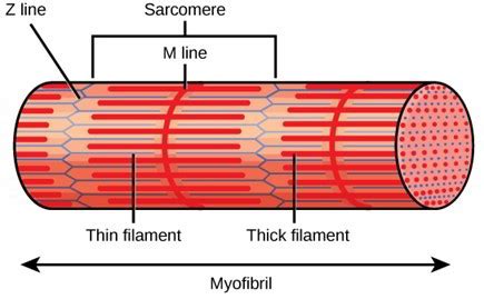 Structure of Skeletal Muscle – Earth's Lab