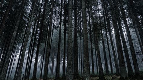 Dark Forest Wallpaper - iPhone, Android & Desktop Backgrounds