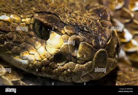 close up of head of rattlesnake Stock Photo - Alamy