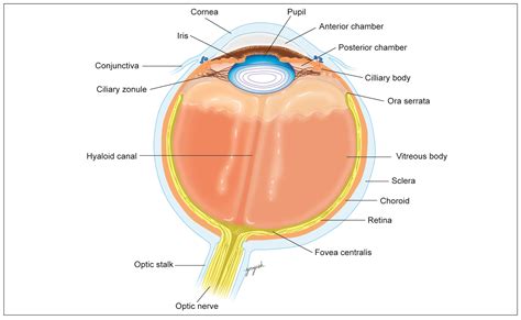 Embryology of Eye