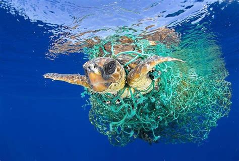 6 Langkah untuk Melindungi Laut dari Dampak Sampah Plastik