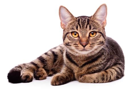 Tabby Cat Patterns - Types & Information » Petsoid