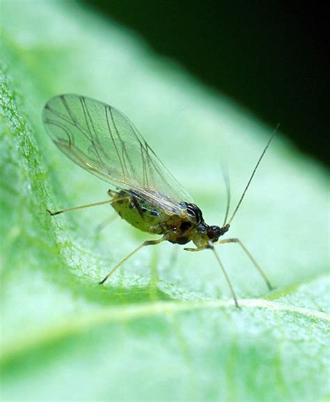 Aphids | Wisconsin Vegetable Entomology