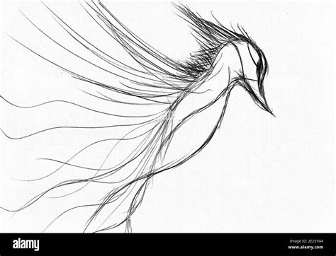 Pen and ink bird drawing hi-res stock photography and images - Alamy