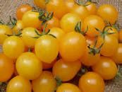 Yellow Cherry Tomato | Picha Greenhouses