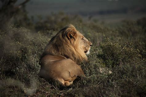 A Wonderous South African Lion | South african lions, Eastern cape ...