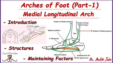 Arches of foot (Part-1)/Medial Longitudinal Arch/Anatomy -Structures & Maintenance Factors - YouTube