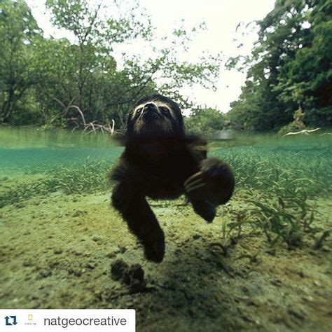 54 Best Sloths swimming images | Sloth, Three toed sloth, Best swimmer