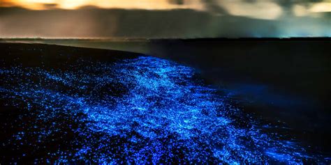 Top 5 Bioluminescent Beaches in Thailand | Go Find Orient