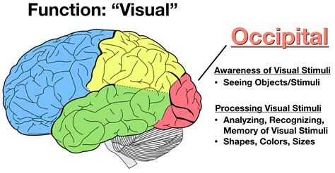 occipital lobe function - Story Impressed