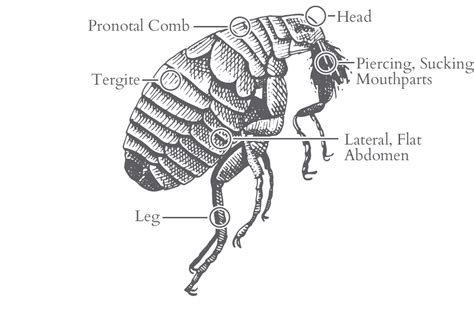 Flea Identification In Jacksonville, FL | Lindsey Pest Services