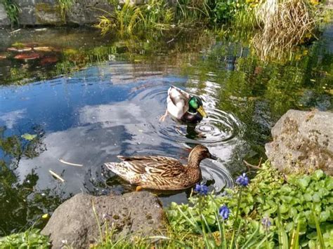 Building A Duck House On A Pond / How about building something off the ...