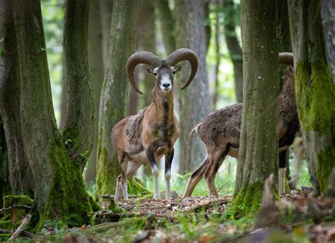 European mouflon by Vladimir-Z on DeviantArt