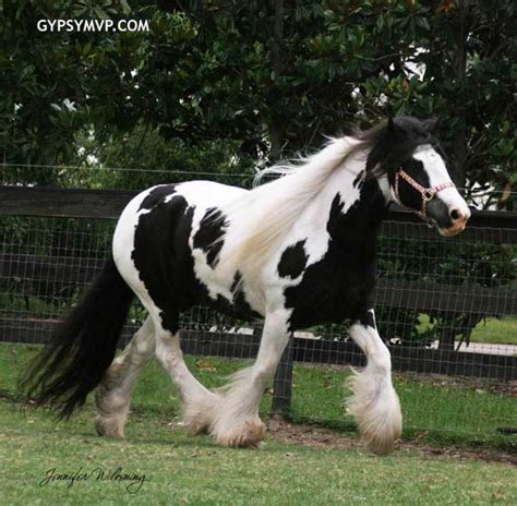 Gypsy Vanner Horses for Sale | Mare | Piebald | Lisheene