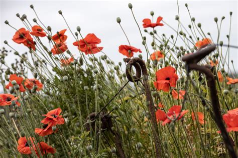 In Flanders Fields | VISITFLANDERS