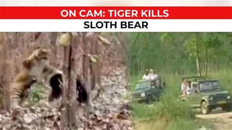 Watch: Sloth bear killed in fight with tiger at Jim Corbett National Park | Viral Videos - Times ...