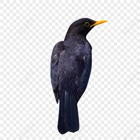 Crow PNG Hd Transparent Image And Clipart Image For Free Download ...