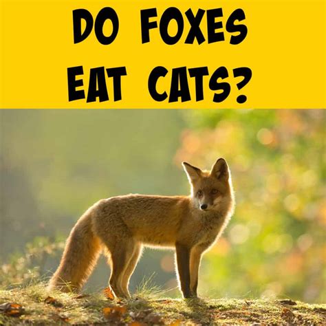 Do Foxes Eat Cats? Keeping Your Feline Friends Safe! - Squirrels at the Feeder