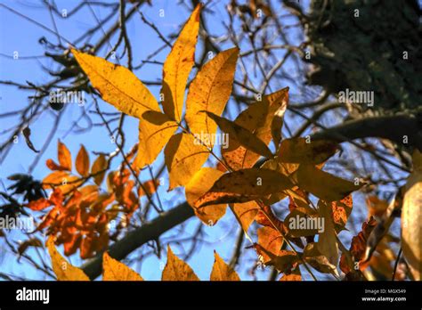 Pecan Tree Leaves High Resolution Stock Photography and Images - Alamy