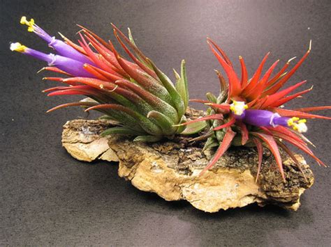 Indoor Plants For The Holidays - Bromeliads And Tillandsias - HubPages