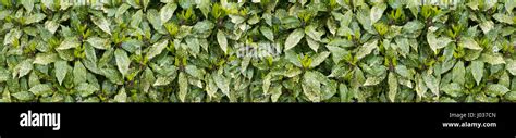 Spotted laurel bush hedge with new growth long horizontal background ...