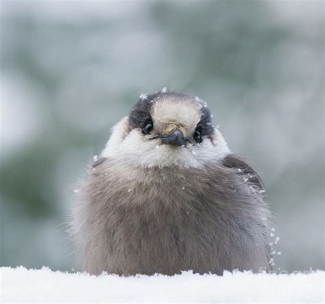 Canada's National Bird The Grey Jay Photograph by Julie DeRoche - Pixels