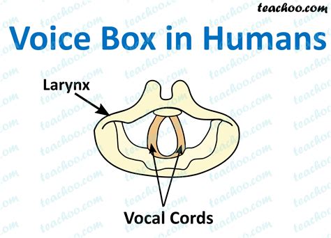 Share more than 76 sketch of larynx super hot - seven.edu.vn