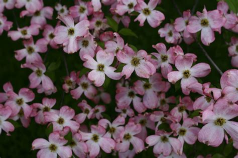 Dogwood Tree Spring Flowers | Trees| Free Nature Pictures by ForestWander Nature Photography