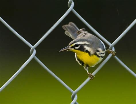 Yellow Throated Warbler | Taken along Wekiva Park Rd in NW S… | Flickr