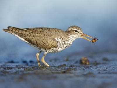 What Do Sandpipers Eat? (Full Diet, Habits & Behavior) | Birdfact