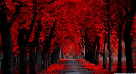 Red Fall Trees Wallpaper | Amazing Wallpapers