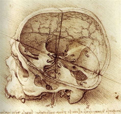 Leonardo da Vinci learned to draw by dissecting dead bodies - Big Think